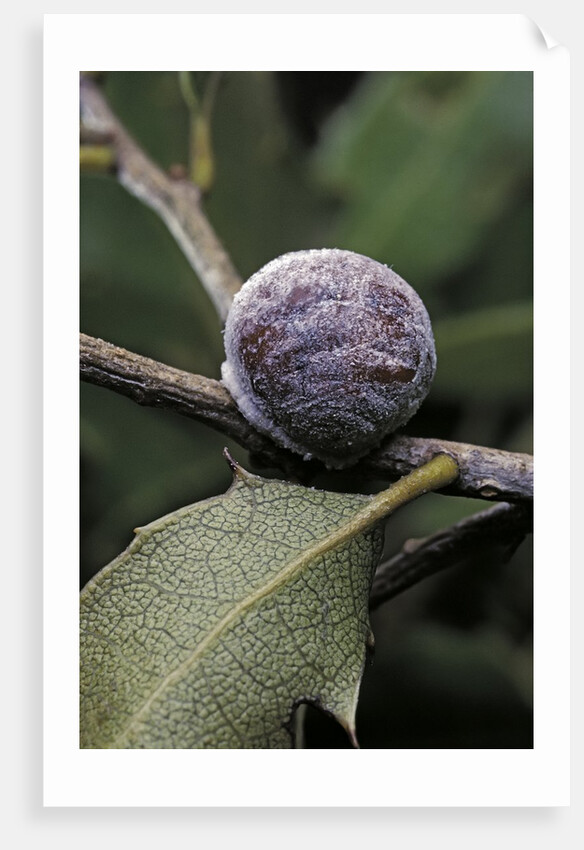 Kermes vermilio (kermes berry) - female by Anonymous