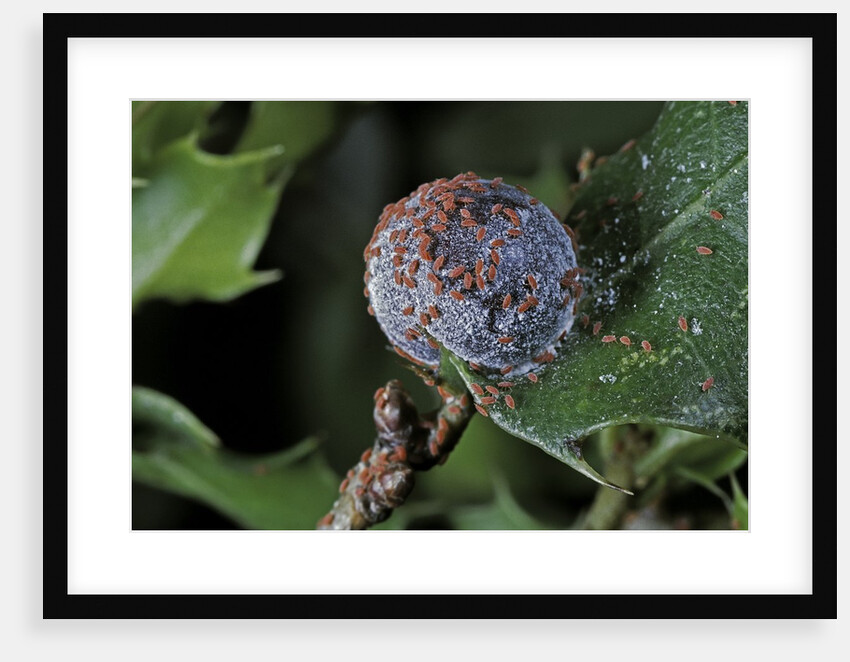 Kermes vermilio (kermes berry) - female with larvae by Anonymous
