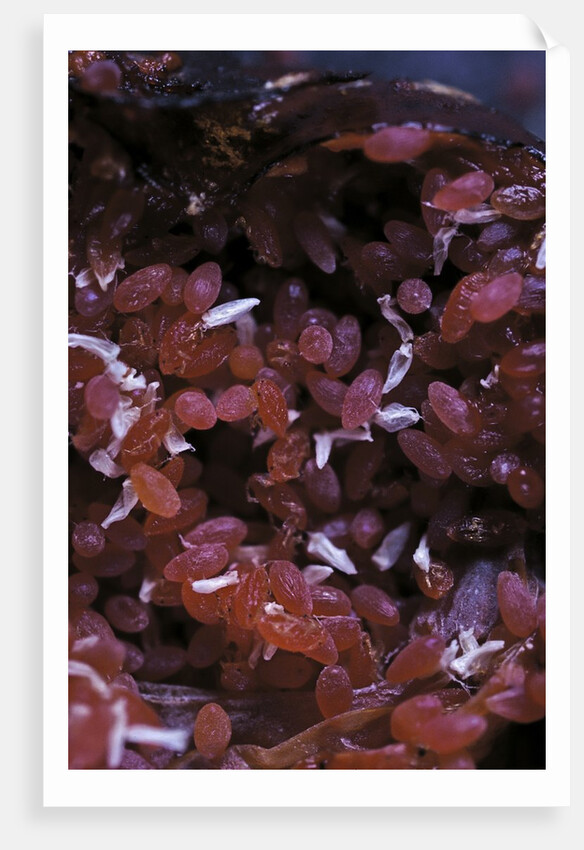 Kermes vermilio (kermes berry) - larvae into the female by Anonymous