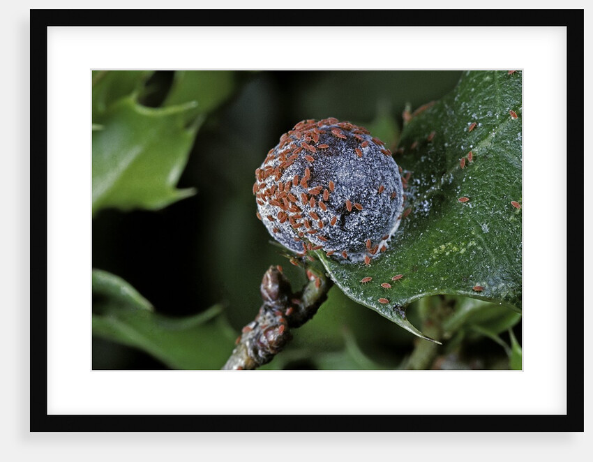Kermes vermilio (kermes berry) - female with larvae by Anonymous