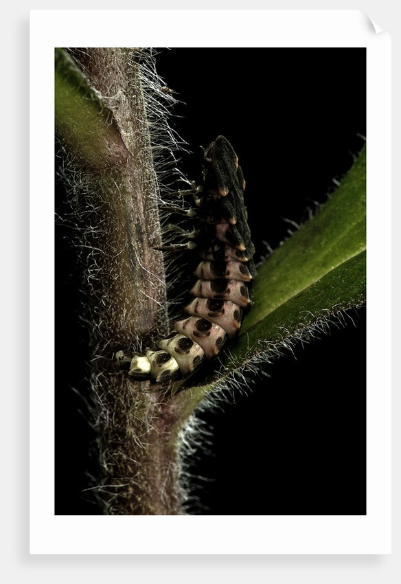 Lampyris noctiluca (common glow-worm) by Anonymous