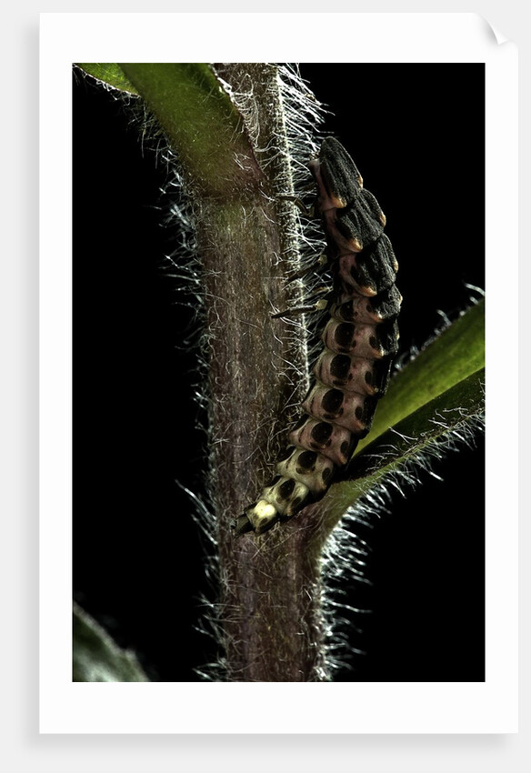 Lampyris noctiluca (common glow-worm) by Anonymous