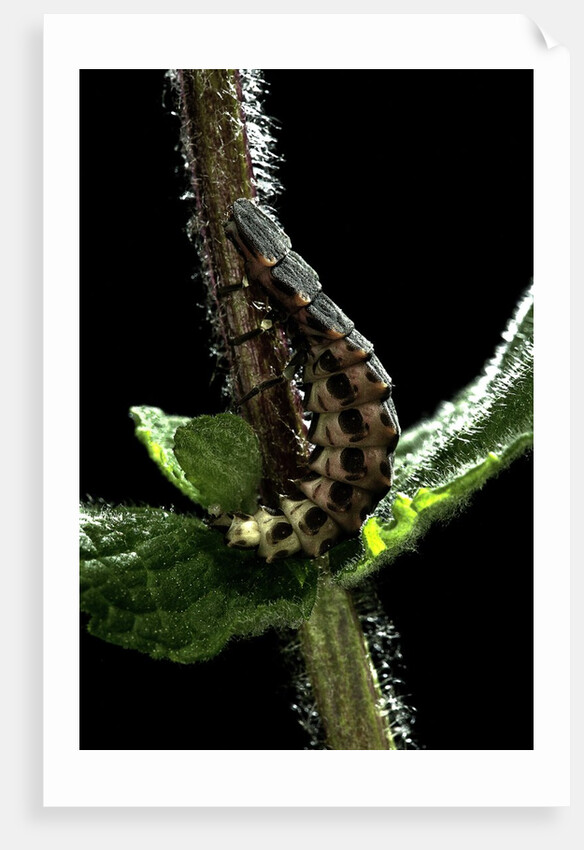 Lampyris noctiluca (common glow-worm) by Anonymous