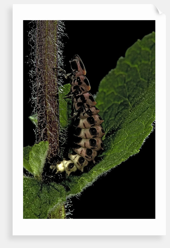 Lampyris noctiluca (common glow-worm) by Anonymous