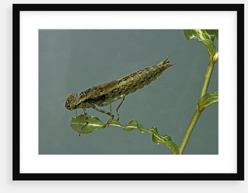 Dragonfly larva by Anonymous