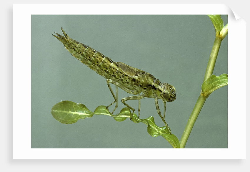 Dragonfly larva by Anonymous