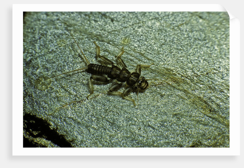 Stonefly larva in water by Anonymous
