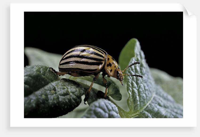 Leptinotarsa decemlineata (Colorado potato beetle) by Anonymous