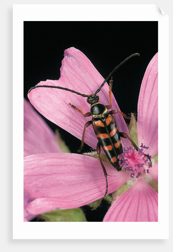 Leptura aurulenta (longhorn beetle) by Anonymous