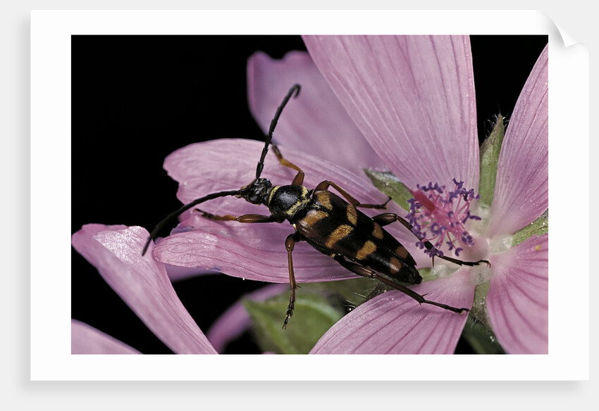 Leptura aurulenta (longhorn beetle) by Anonymous