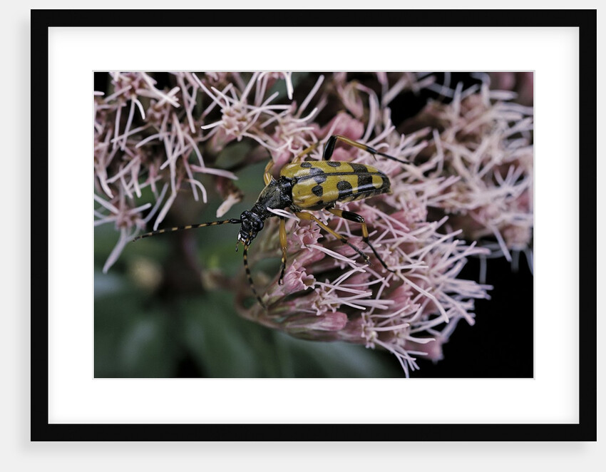 Leptura maculata (spotted longhorn beetle) by Anonymous