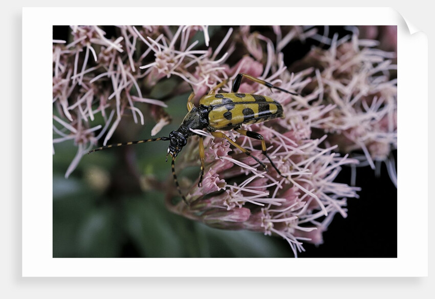Leptura maculata (spotted longhorn beetle) by Anonymous