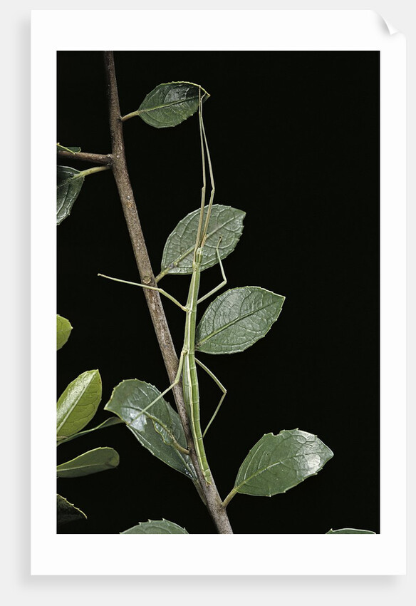 Leptynia hispanica (spanish stick insect) by Anonymous