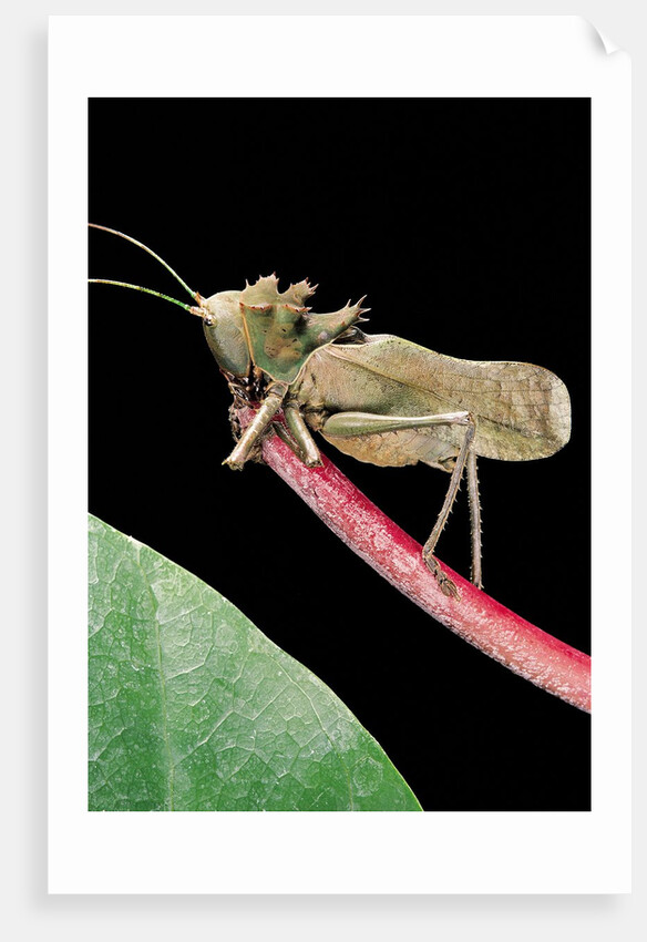 Lesina intermedius (bushcricket) by Anonymous
