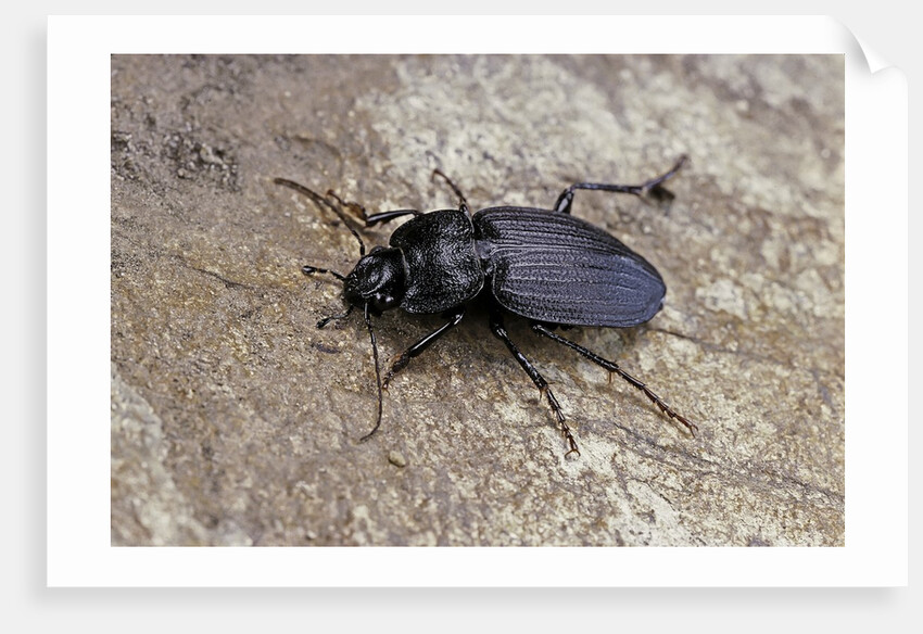 Licinus punctatulus (ground beetle) by Anonymous
