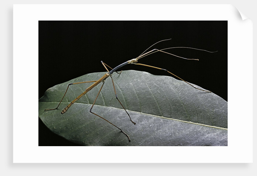 Lopaphus caesius (stick insect) by Anonymous