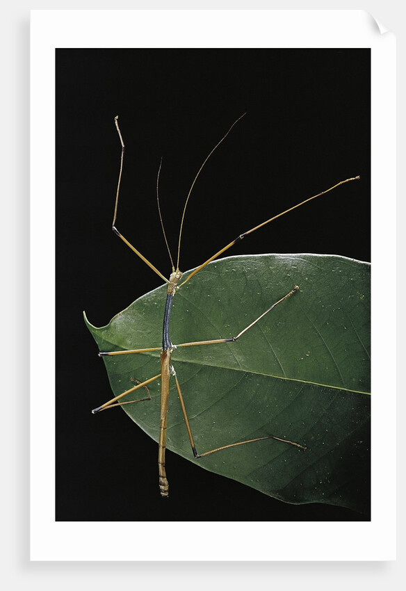 Lopaphus caesius (stick insect) by Anonymous