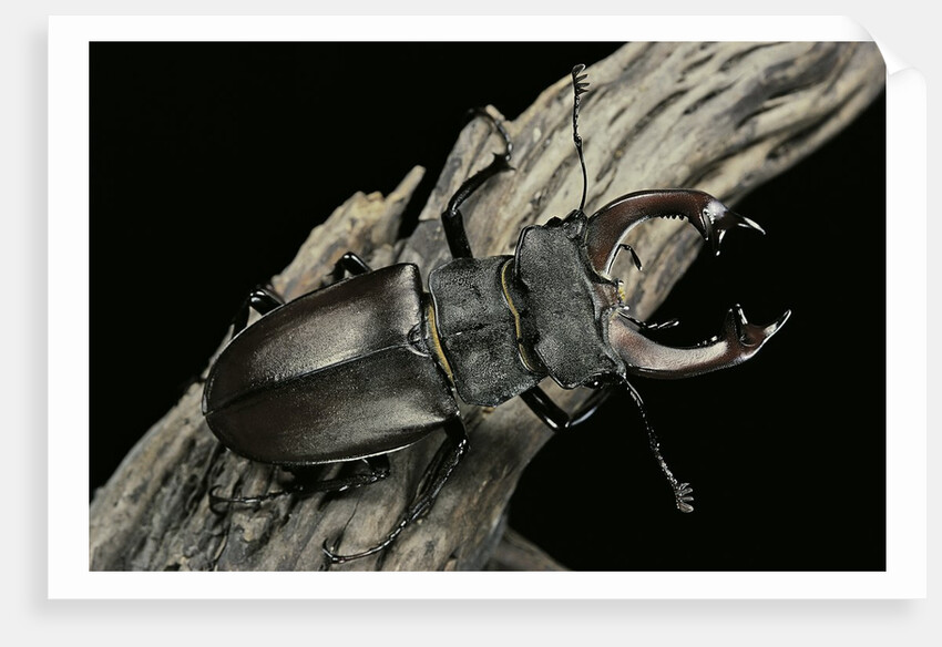 Lucanus cervus (stag beetle) - male by Anonymous
