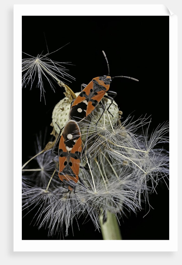 Lygaeus equestris (black-and-red-bug) - mating by Anonymous