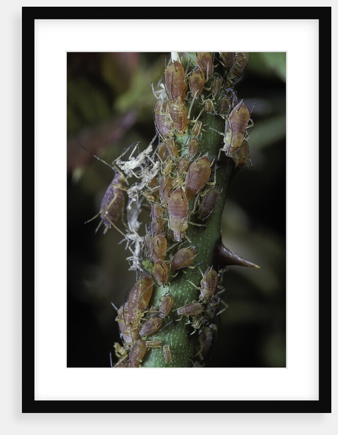 Macrosiphum rosae (rose aphid) by Anonymous
