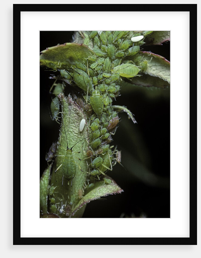 Macrosiphum rosae (rose aphid) by Anonymous