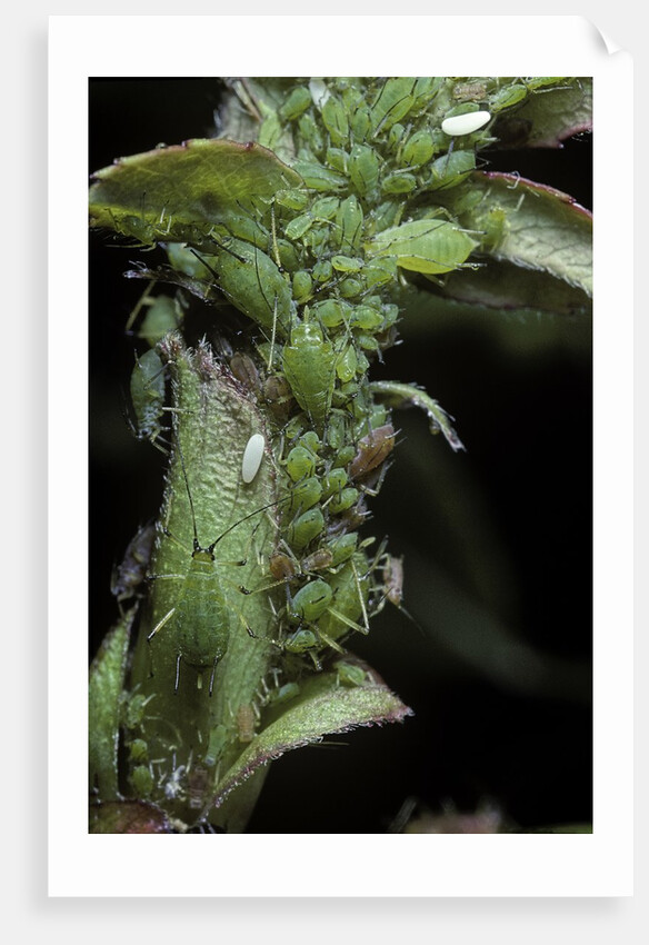 Macrosiphum rosae (rose aphid) by Anonymous