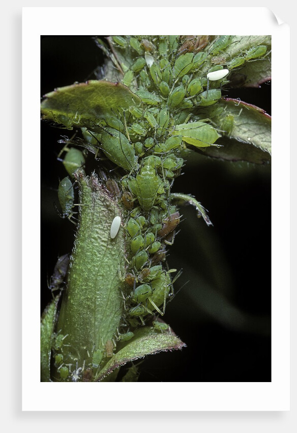 Macrosiphum rosae (rose aphid) by Anonymous