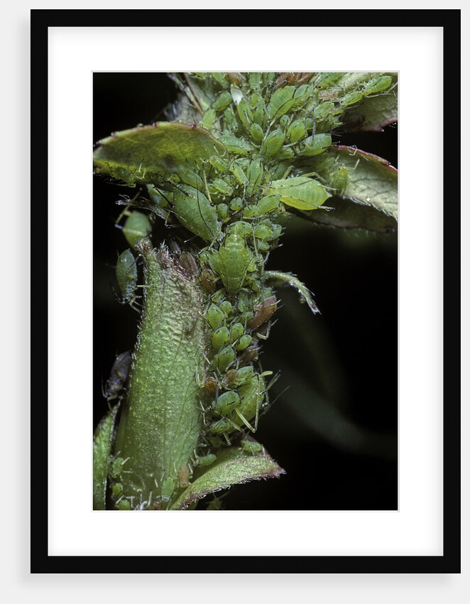 Macrosiphum rosae (rose aphid) by Anonymous
