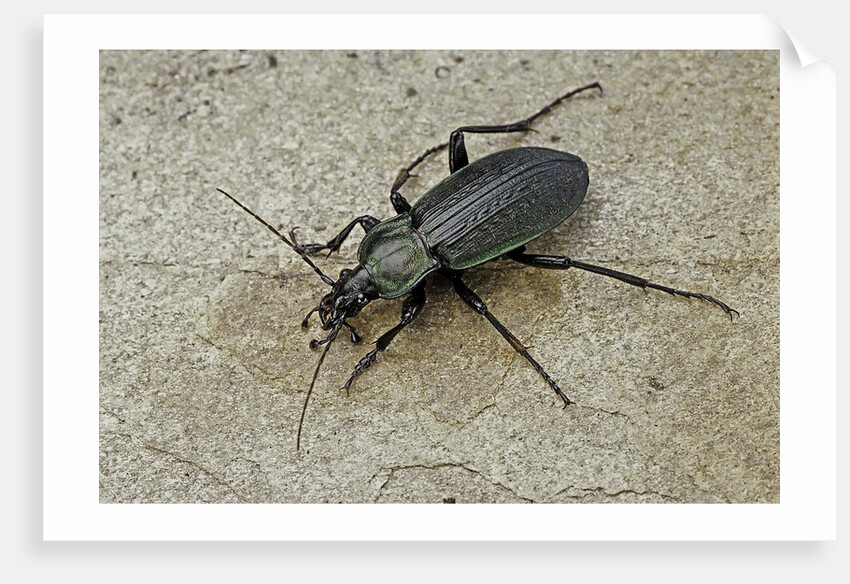 Carabus morbillosus cheminorum (ground beetle) by Anonymous