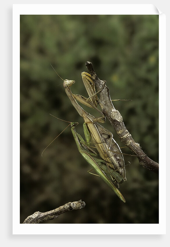 Mantis religiosa (praying mantis) - mating by Anonymous