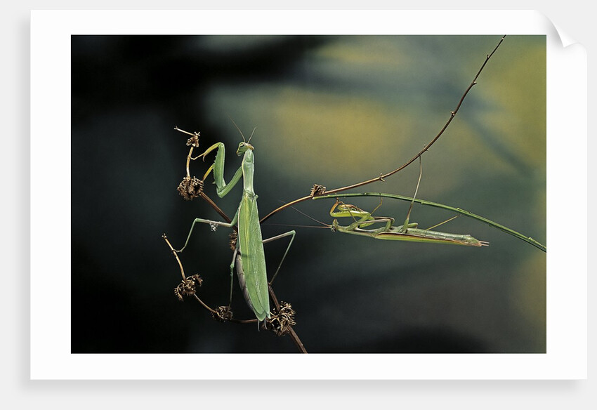 Mantis religiosa (praying mantis) - male with female by Anonymous