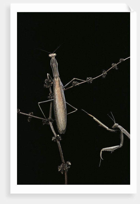 Mantis religiosa (praying mantis) - male with female by Anonymous