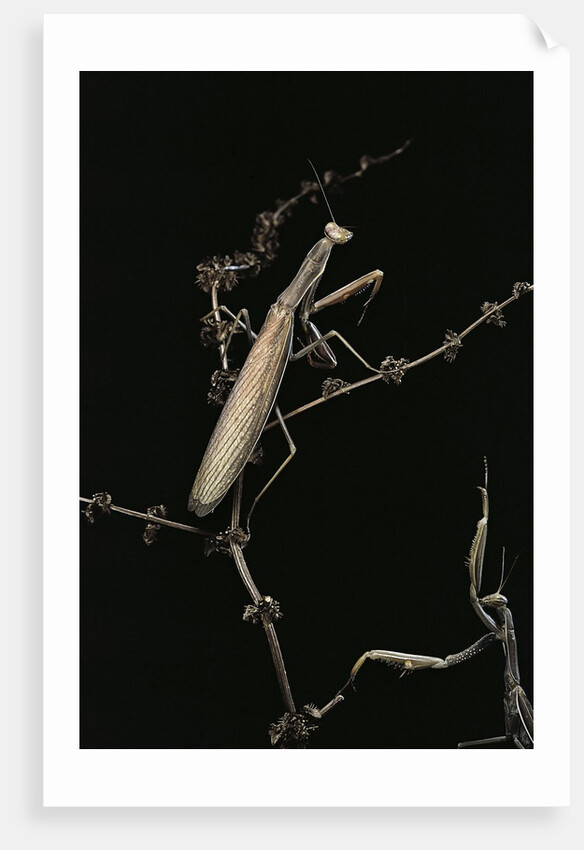 Mantis religiosa (praying mantis) - male with female by Anonymous