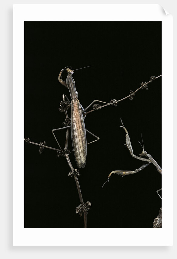 Mantis religiosa (praying mantis) - male with female by Anonymous