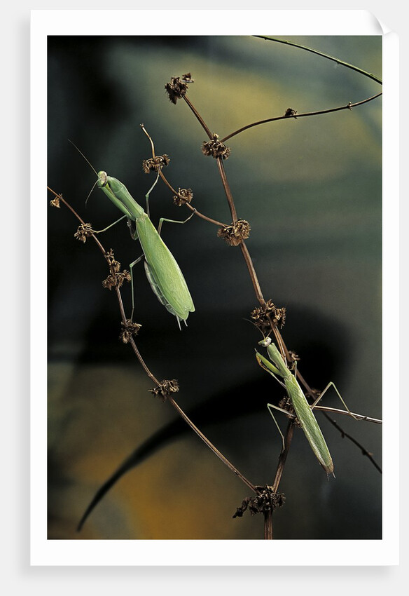 Mantis religiosa (praying mantis) - male with female by Anonymous