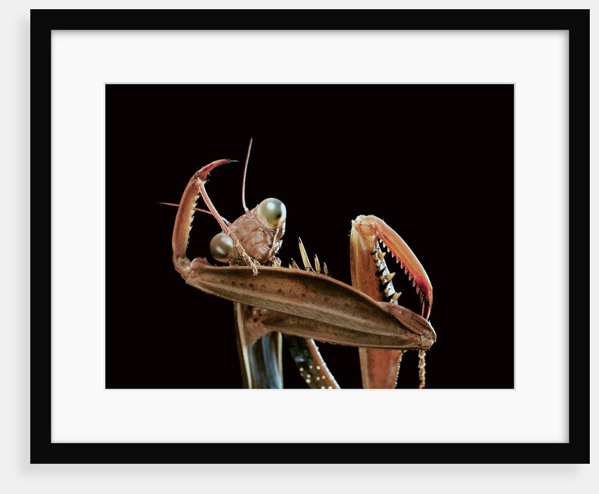 Mantis religiosa (praying mantis) - cleaning itself by Anonymous