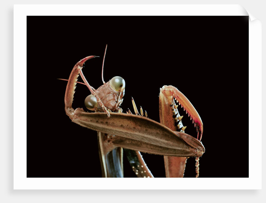 Mantis religiosa (praying mantis) - cleaning itself by Anonymous