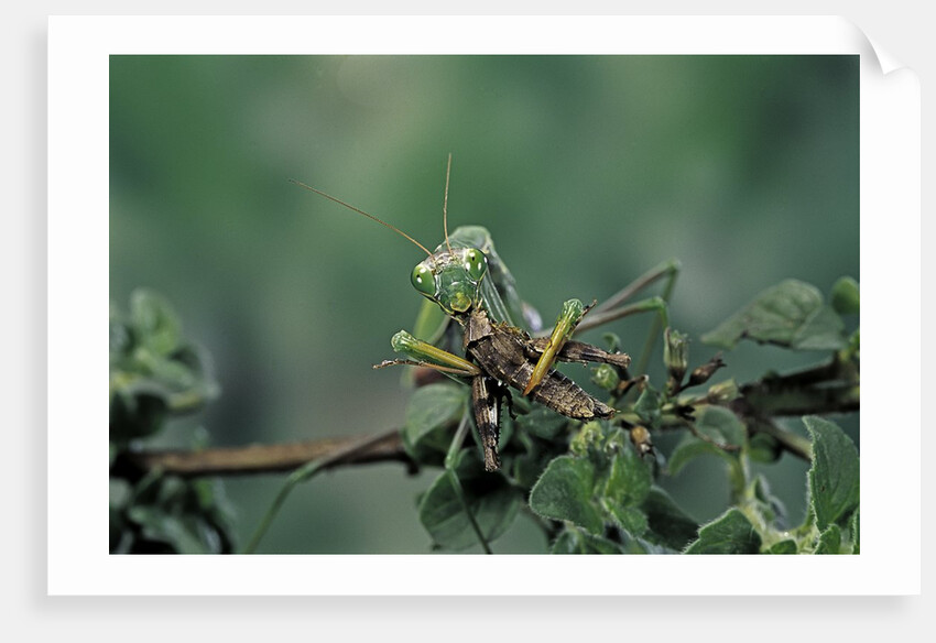 Mantis religiosa (praying mantis) - feeding on a grasshopper by Anonymous