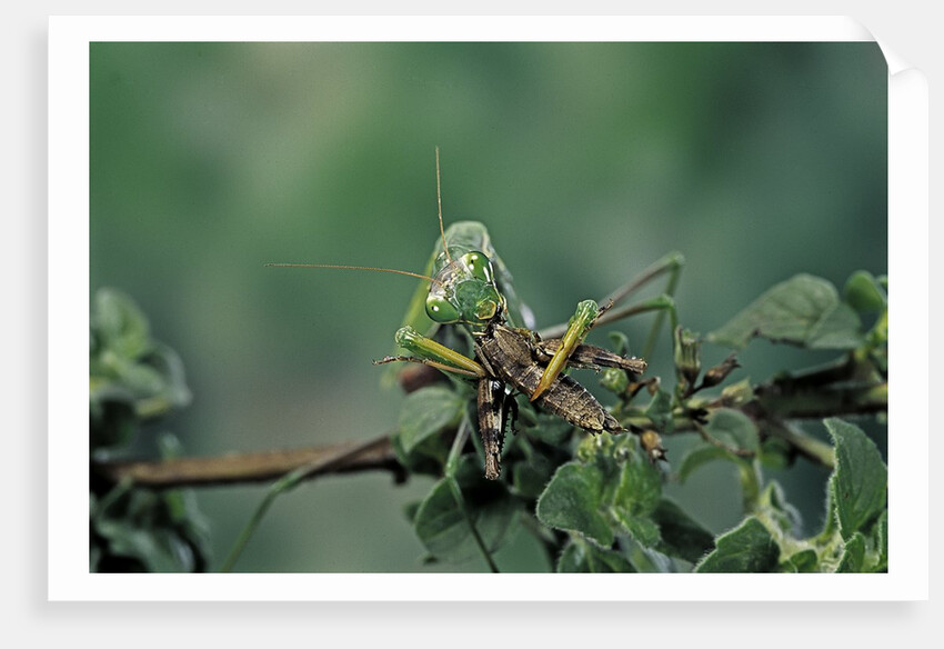 Mantis religiosa (praying mantis) - feeding on a grasshopper by Anonymous