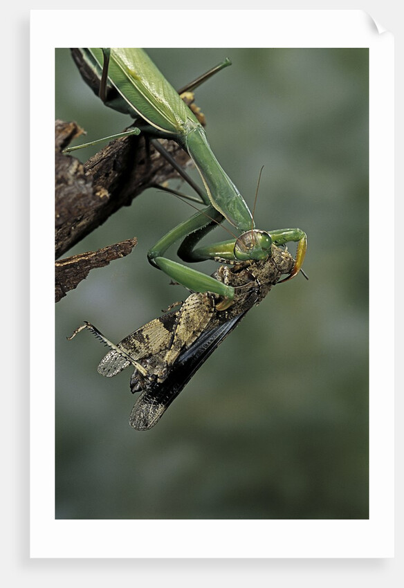 Mantis religiosa (praying mantis) - feeding on a grasshopper by Anonymous