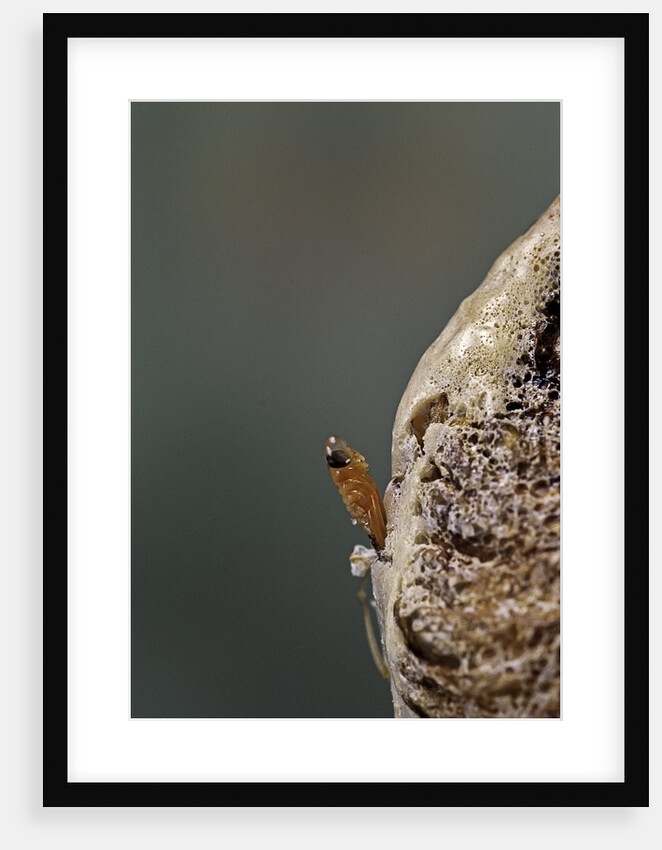 Mantis religiosa (praying mantis) - hatching by Anonymous