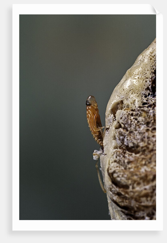 Mantis religiosa (praying mantis) - hatching by Anonymous