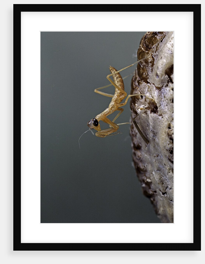 Mantis religiosa (praying mantis) - larva newly emerged from ootheca by Anonymous