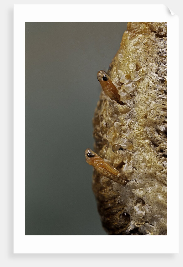 Mantis religiosa (praying mantis) - hatching by Anonymous