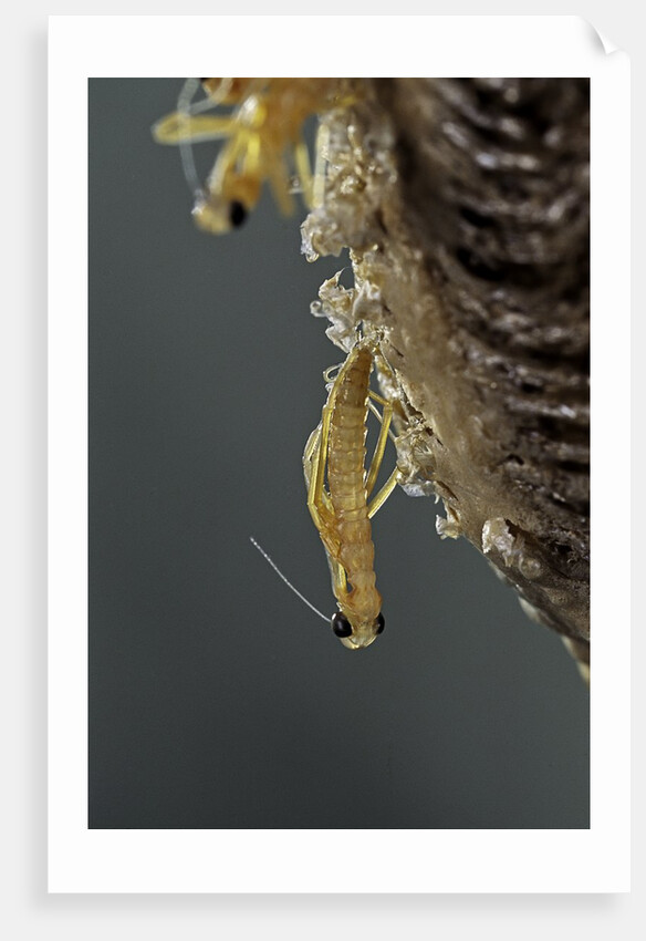 Mantis religiosa (praying mantis) - hatching by Anonymous