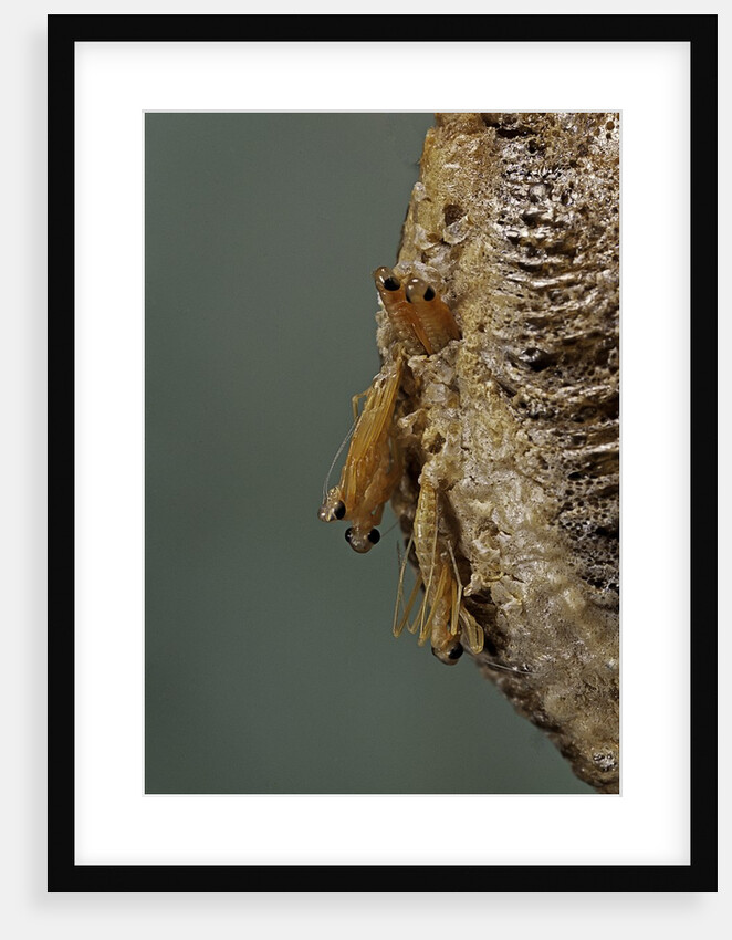 Mantis religiosa (praying mantis) - hatching by Anonymous