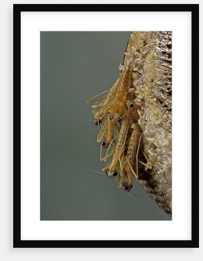 Mantis religiosa (praying mantis) - hatching by Anonymous