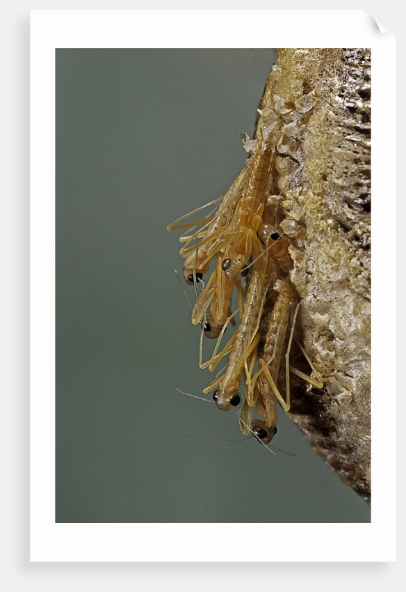 Mantis religiosa (praying mantis) - hatching by Anonymous