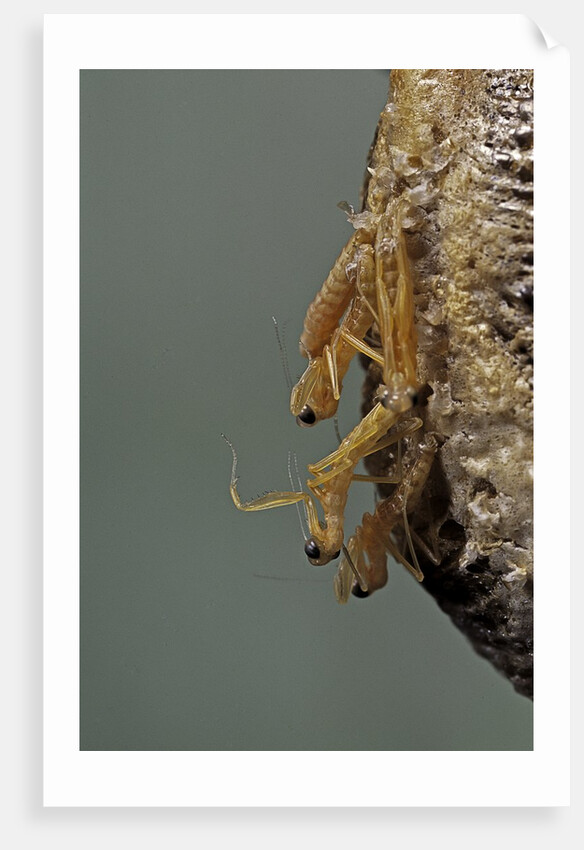 Mantis religiosa (praying mantis) - hatching by Anonymous