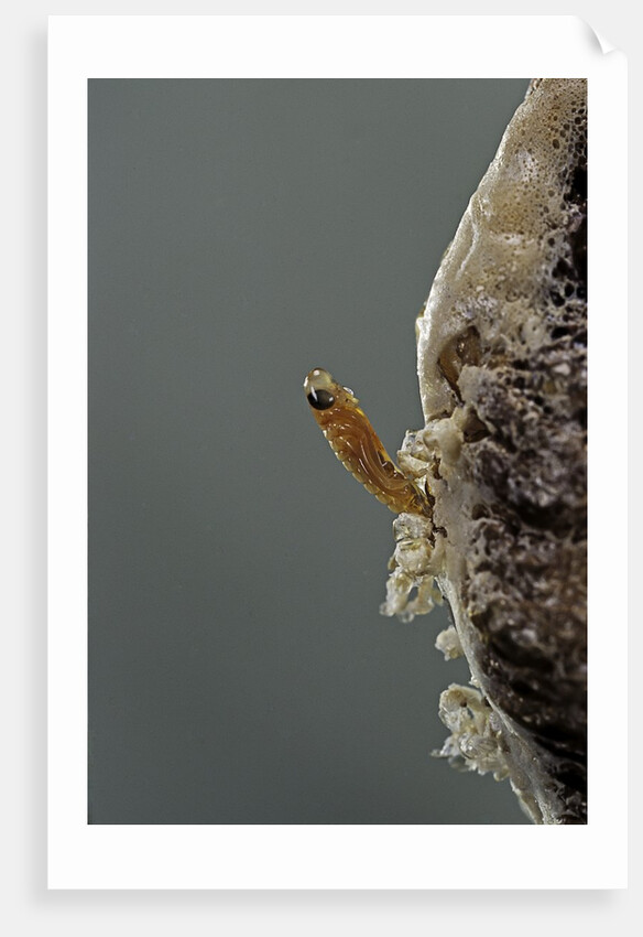 Mantis religiosa (praying mantis) - hatching by Anonymous